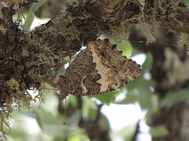 Brintesia circe?